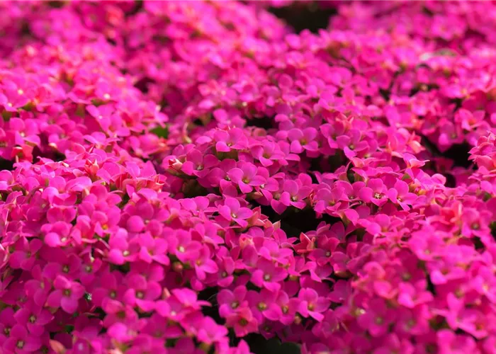 Feuer und Pflanze - Das Flammende Käthchen