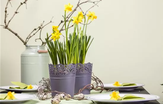 Frühblüher im Haus – Blumenzwiebeln antreiben Frühblüher im Haus – Blumenzwiebeln antreiben