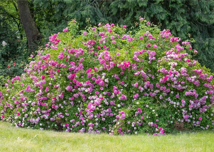 Historische Rosen – Schönheit mit einer langen Geschichte