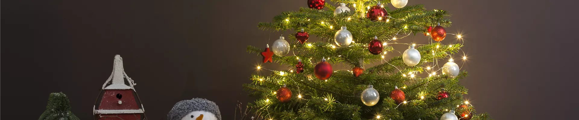 Abies nordmanniana Abies nordmanniana