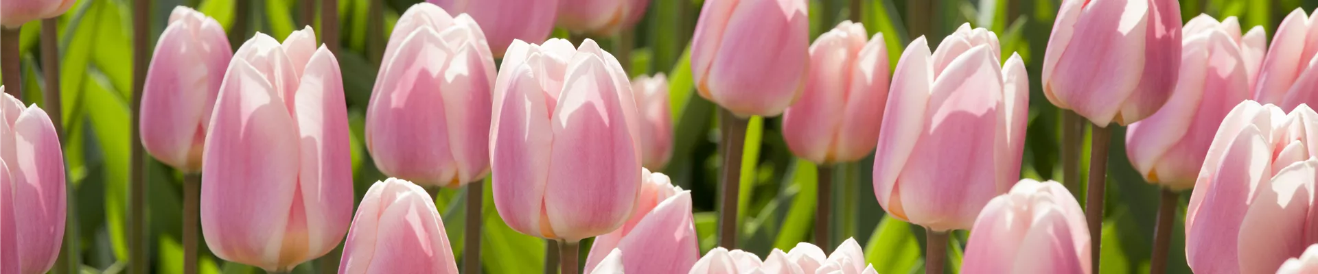 Tulipa Darwin Hybride Tulipa Darwin Hybride