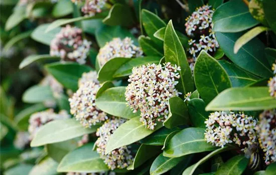 Vom Grünen und Blühen im Schnee Vom Grünen und Blühen im Schnee