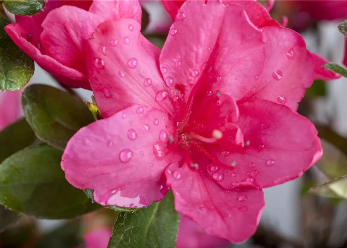 Die Zimmerazalee – bunte Schönheit bei tristem Wetter