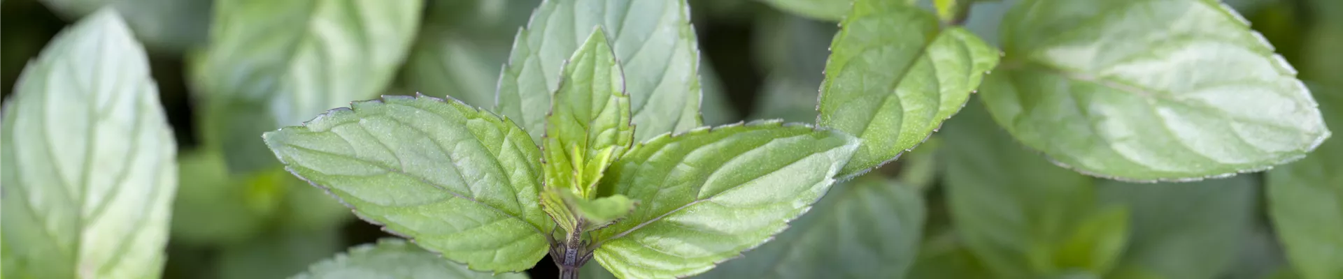 Mentha x piperita 'Chocolate' Mentha x piperita 'Chocolate'