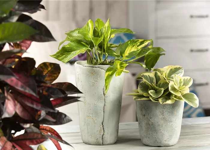 Efeutute - unkompliziert und anfängerfreundlich