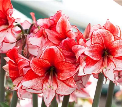 Amaryllis – pflanzen und pflegen im Haus Amaryllis – pflanzen und pflegen im Haus
