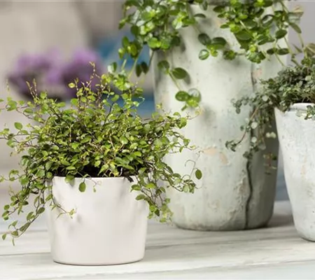 Mühlenbeckia - eine Zierde für drinnen und draußen