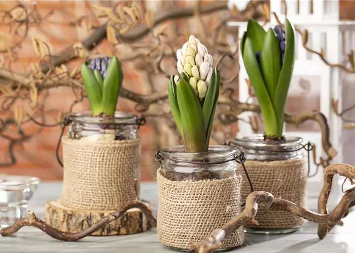 Hyazinthen als Dekoration zu Weihnachten