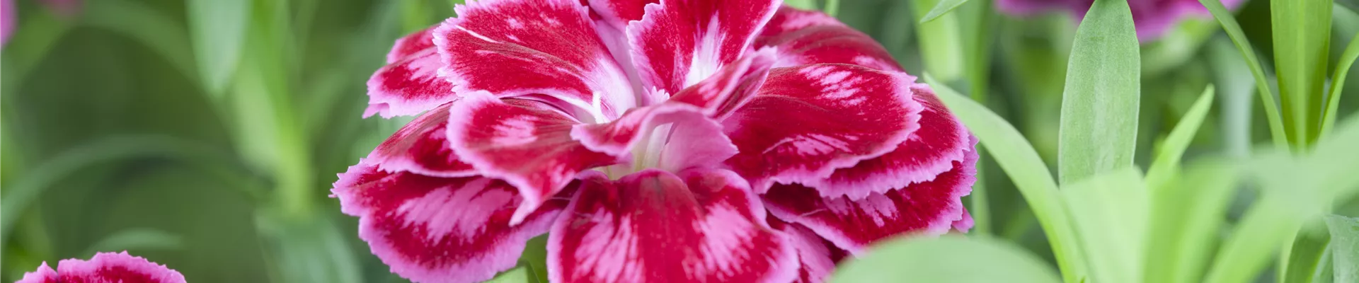 Dianthus caryophyllus Dianthus caryophyllus