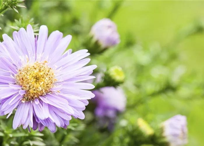 Astern - Einpflanzen im Garten