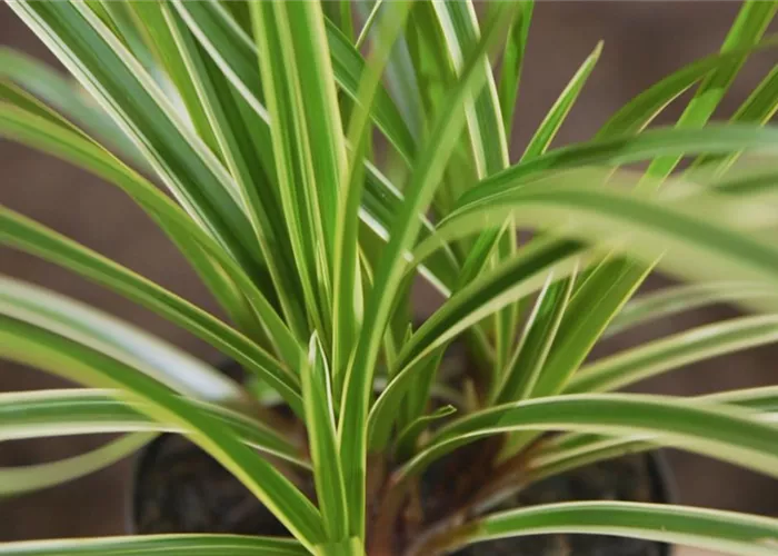 Japansegge - Einpflanzen im Garten