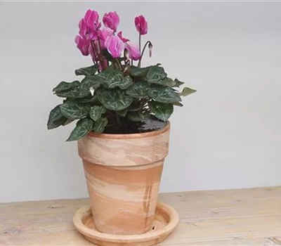 Alpenveilchen - Einpflanzen in ein Gefäß Alpenveilchen - Einpflanzen in ein Gefäß