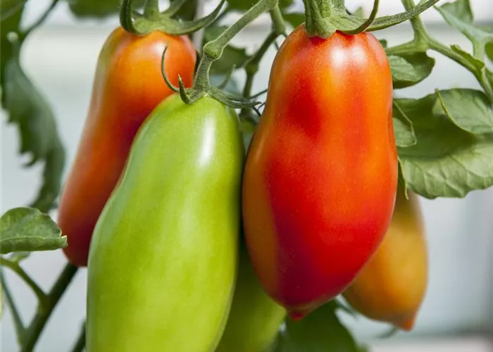 Solanum lycopersicum 'Andine Cornue' 