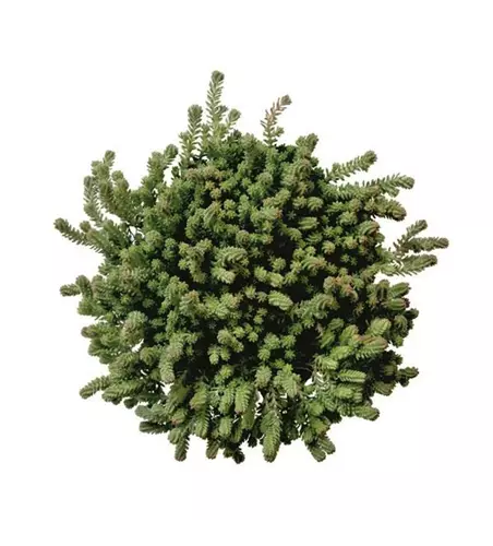 Sedum sexangulare