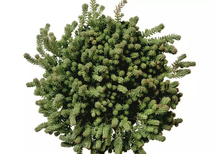 Sedum sexangulare