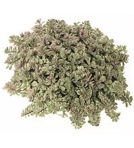 Sedum spurium Tricolor