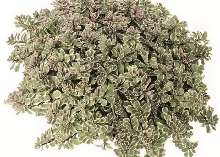 Sedum spurium Tricolor