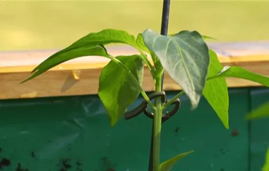 Gemüsepaprika - Einpflanzen im Hochbeet Gemüsepaprika - Einpflanzen im Hochbeet