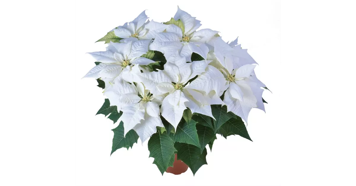 lebensdauer zimmerpflanzen Kaufen Tropenpflanzen BIO Langzeitdünger Pflanzendünger? ✓ Schneller  Versand! – Sybotanica main image 0