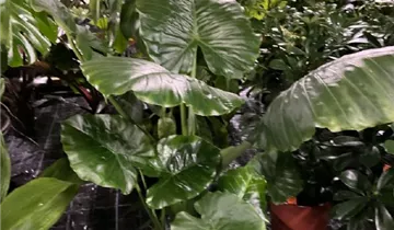 bild kaktus Opuntia microdasys inermis