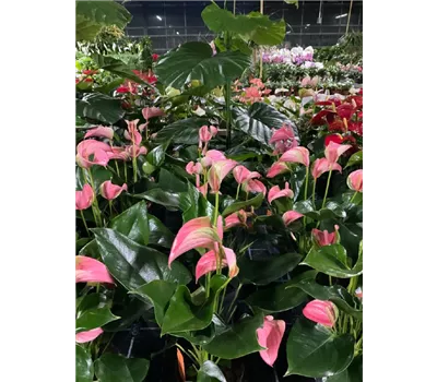 Anthurium x andreanum 'KARMA Joli' Anthurium x andreanum 'KARMA Joli'