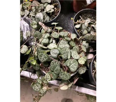 Ceropegia linearis subsp. woodii Ceropegia linearis subsp. woodii