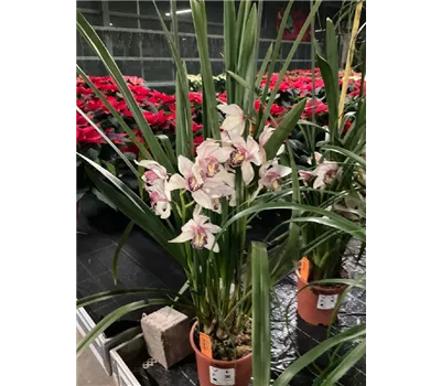 Cymbidium hybride Cymbidium hybride