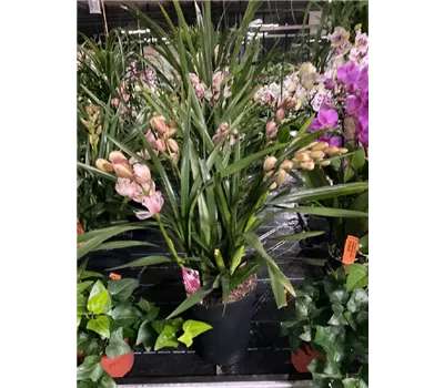 Cymbidium hybride 'compact' Cymbidium hybride 'compact'