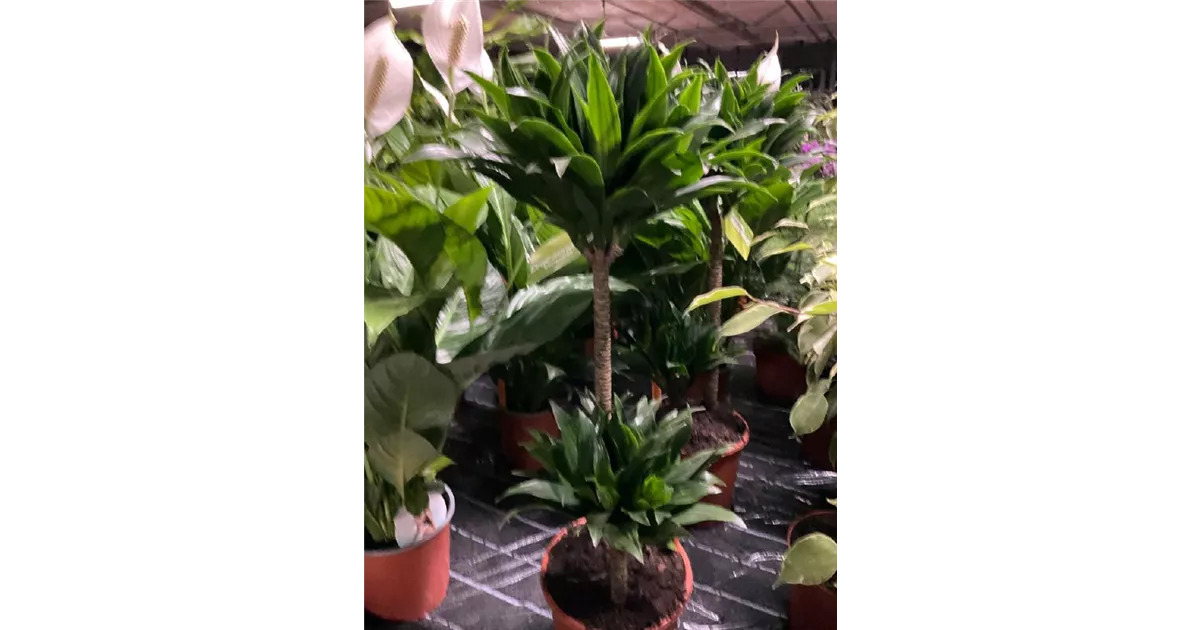 Dracaena fragrans 'Compacta'