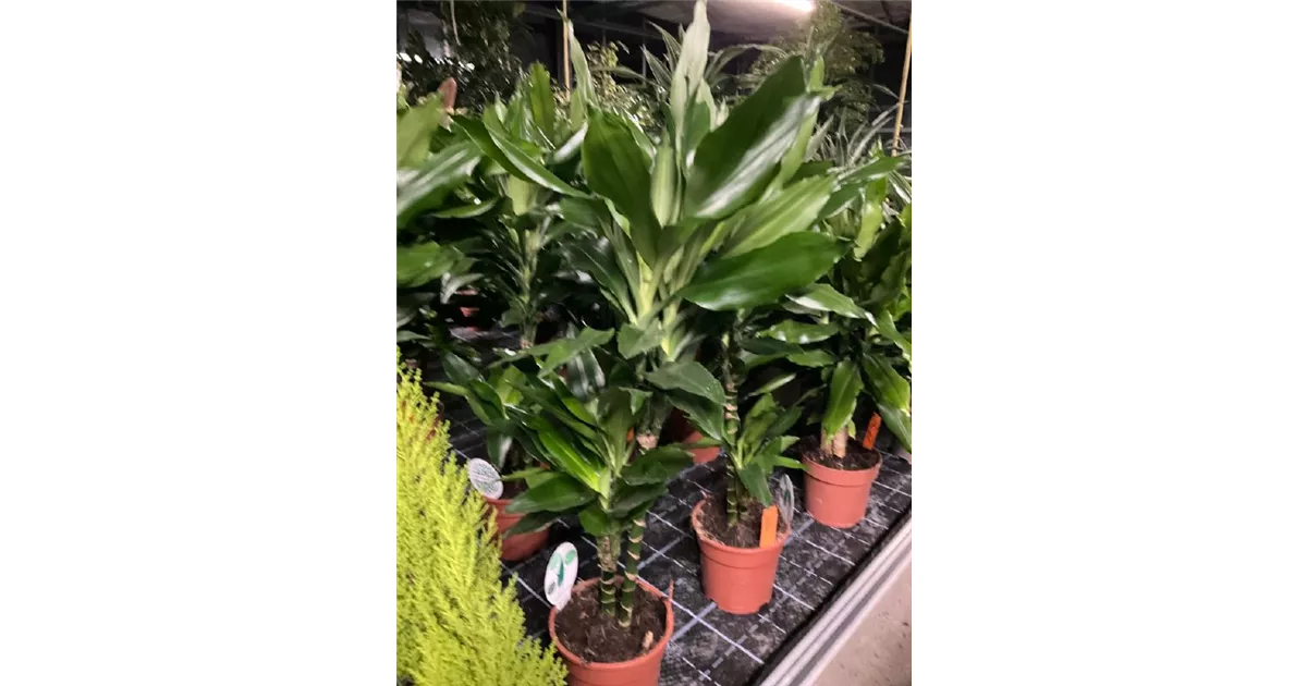 Dracaena fragrans 'Janet Lind'