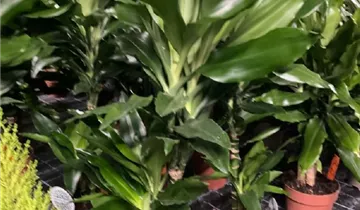dracaena fragrans yellow coast Dracaena fragrans 'Yellow Coast' (House Plant) main image 1