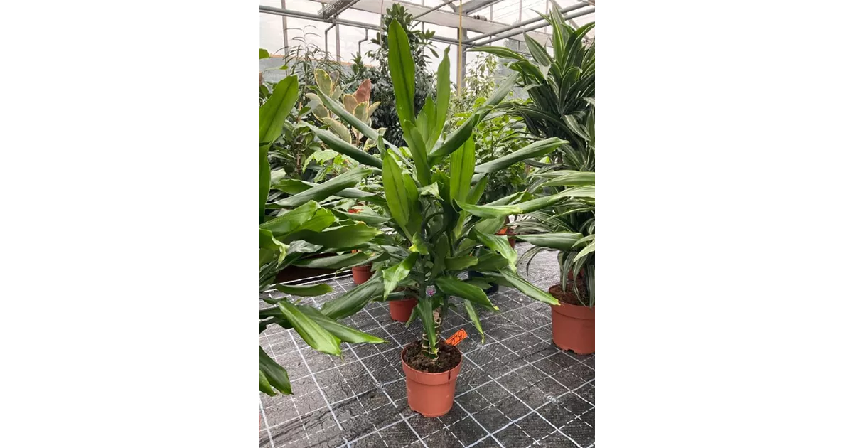 Dracaena fragrans 'Steudneri'