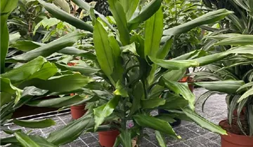 dracena odwrócona Dracaena Dorado for Sale