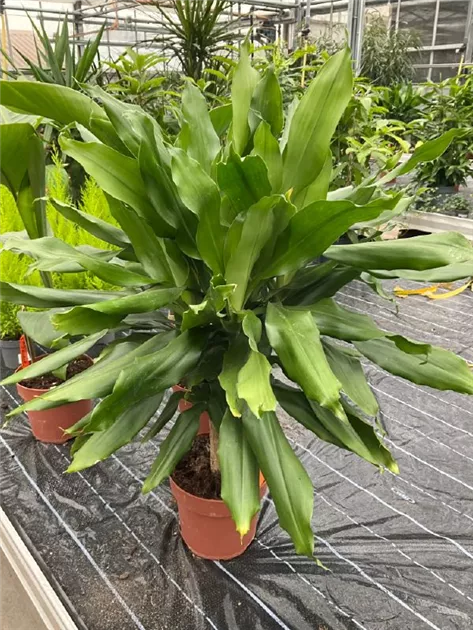 fargesia robusta wolong kaufen Buy Online Fargesia Robusta Wolong Clump Bamboo Plant For Your Garden