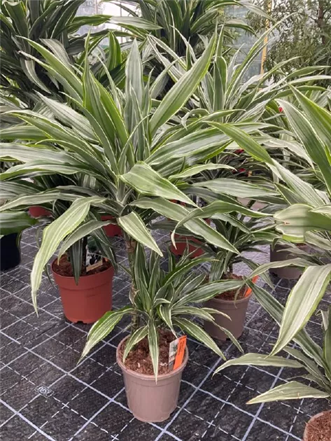 Dracaena fragrans 'Warneckei'