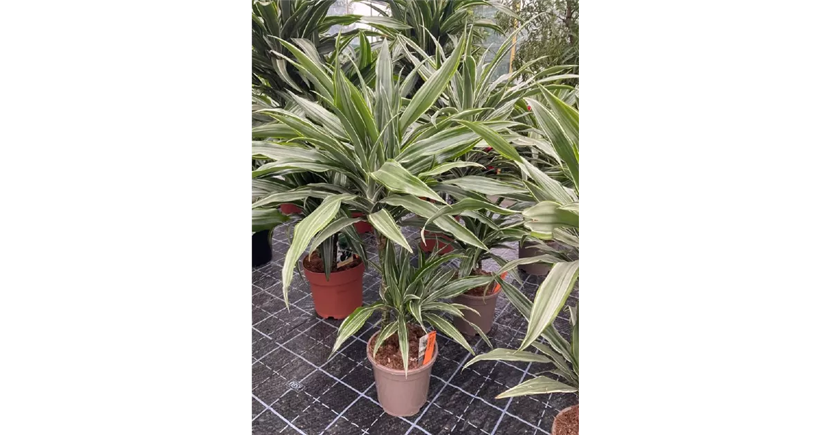Dracaena fragrans 'Warneckei'