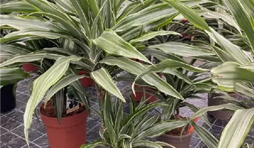 Dracaena fragrans 'Warneckei'