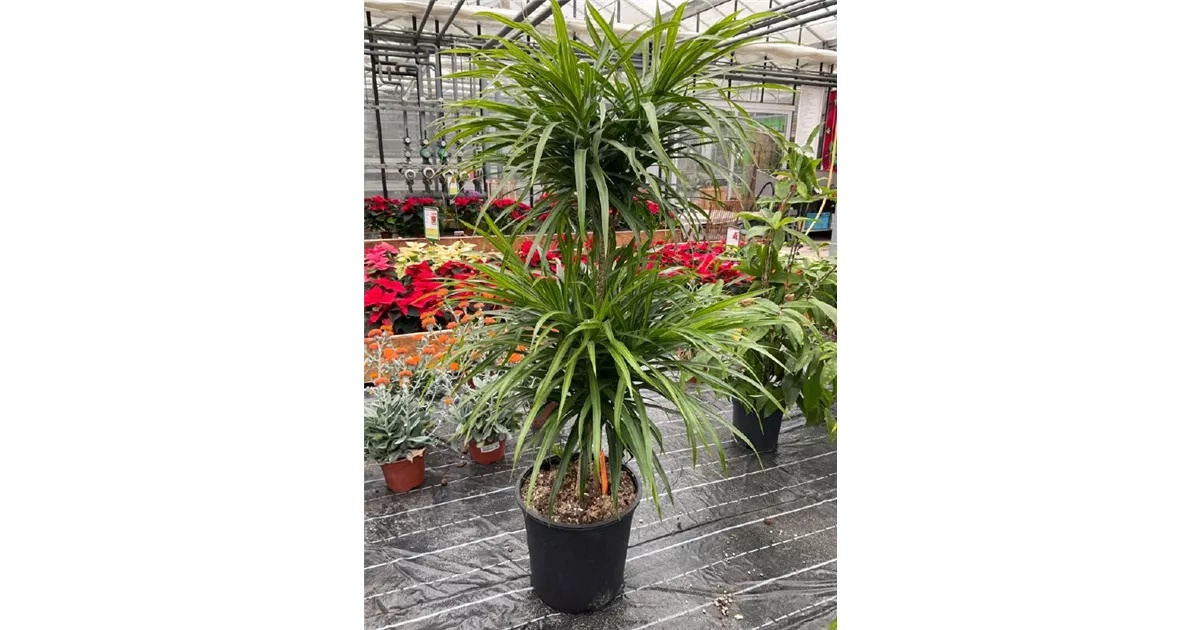 Dracaena reflexa 'Anita variegata'