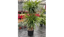 fargesia murielae bimbo Bamboo