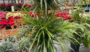 drachenbaum cintho Drachenbaum - Dracaena Cintho - 150 cm main image 1