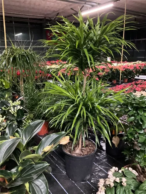 Dracaena reflexa 'Anita variegata'