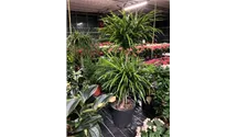 Dracaena reflexa 'Anita variegata'