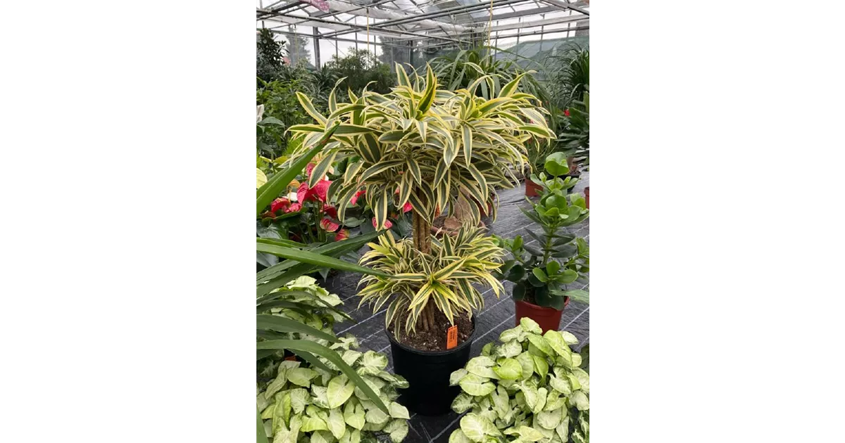 efeutute gold Epipremnum aureum kaufen – Goldene Efeutute – MO BLUMEN