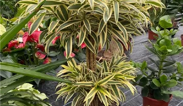 Dracaena reflexa 'Song of India'