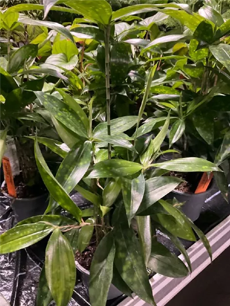 Dracaena surculosa 'Decorum'