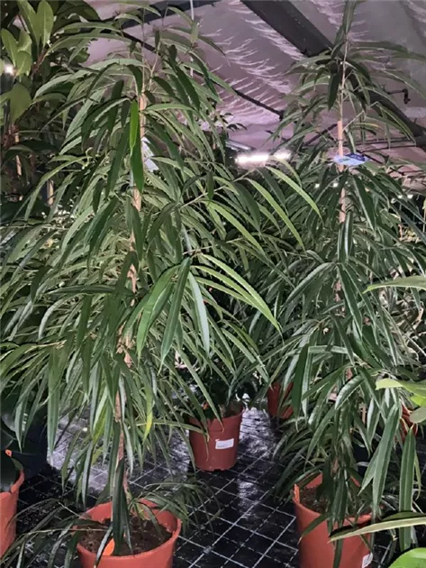 Ficus binnendijkii 'Alii'