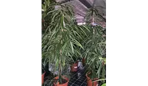 mavi agave Agave franzosinii