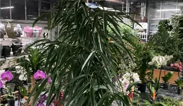 Ficus binnendijkii 'Alii'