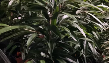 Ficus binnendijkii 'Amstel King'