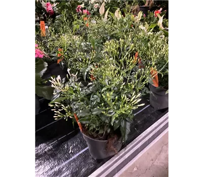 Jasminum polyanthum Krone Jasminum polyanthum Krone